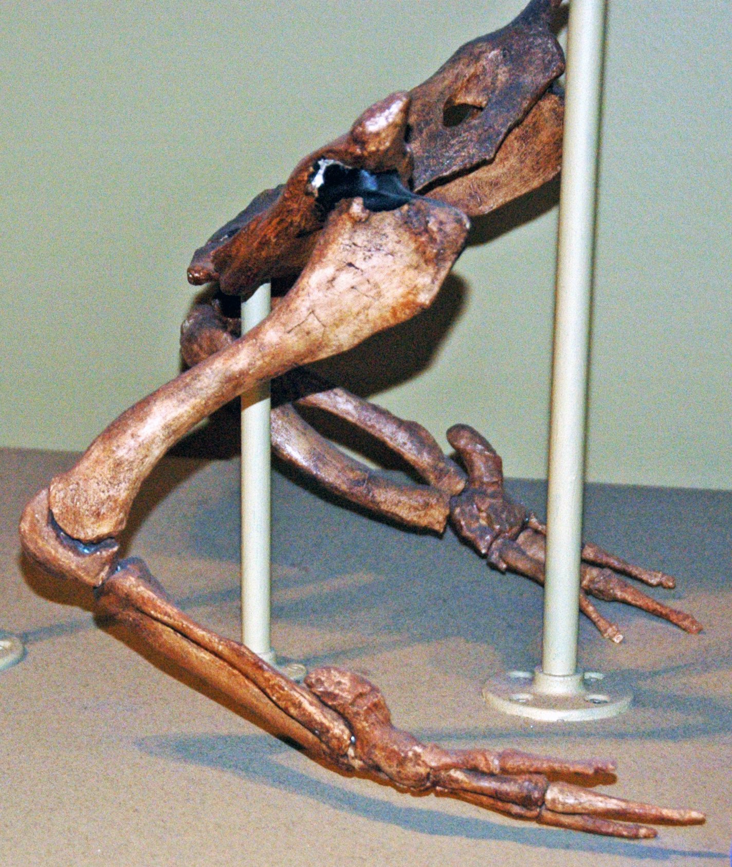What Vestigial Bones Reveal About Evolution (image credits: wikimedia)