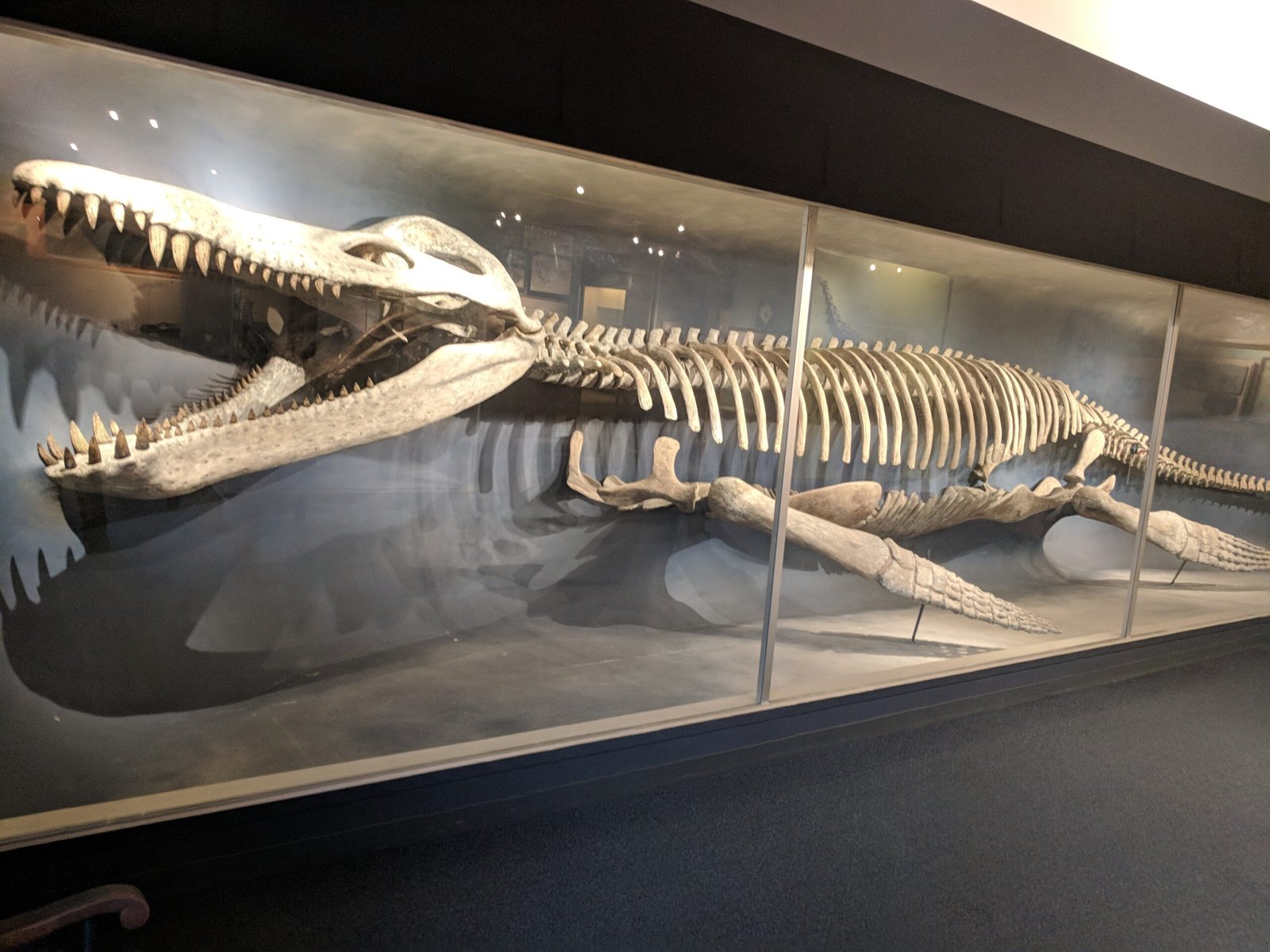 How Scientists Discovered Whale Leg Bones (image credits: wikimedia)