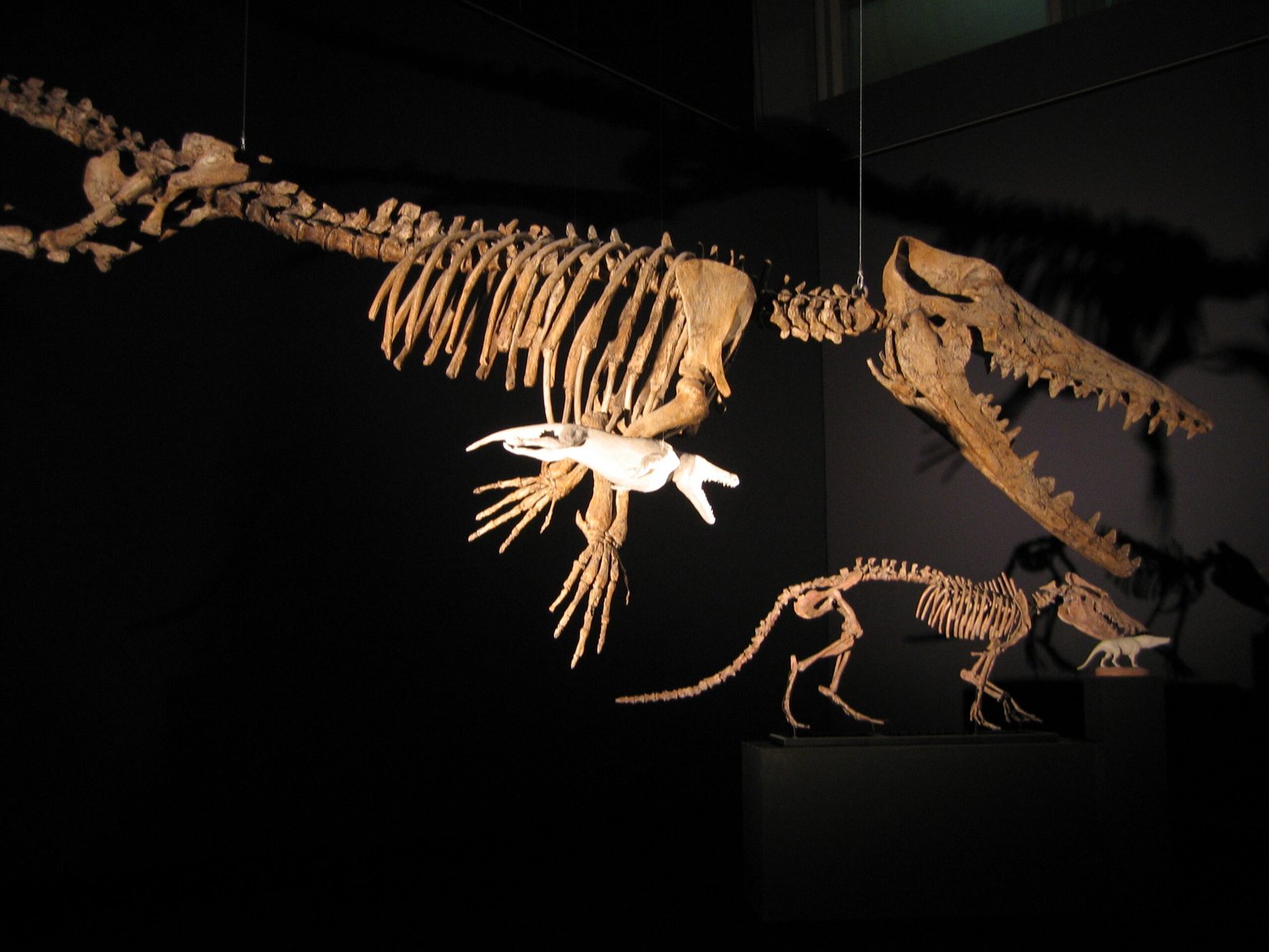 Modern Whales and Their Hidden Past (image credits: wikimedia)