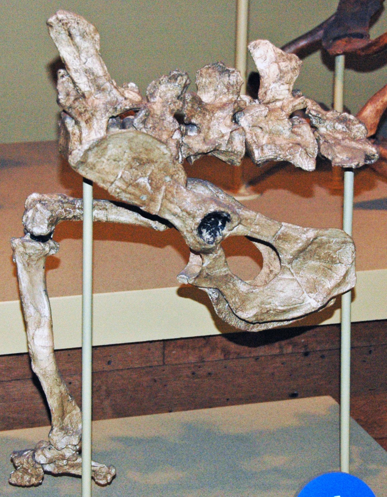 Why This Story Matters: The Wonders of Evolution (image credits: wikimedia)