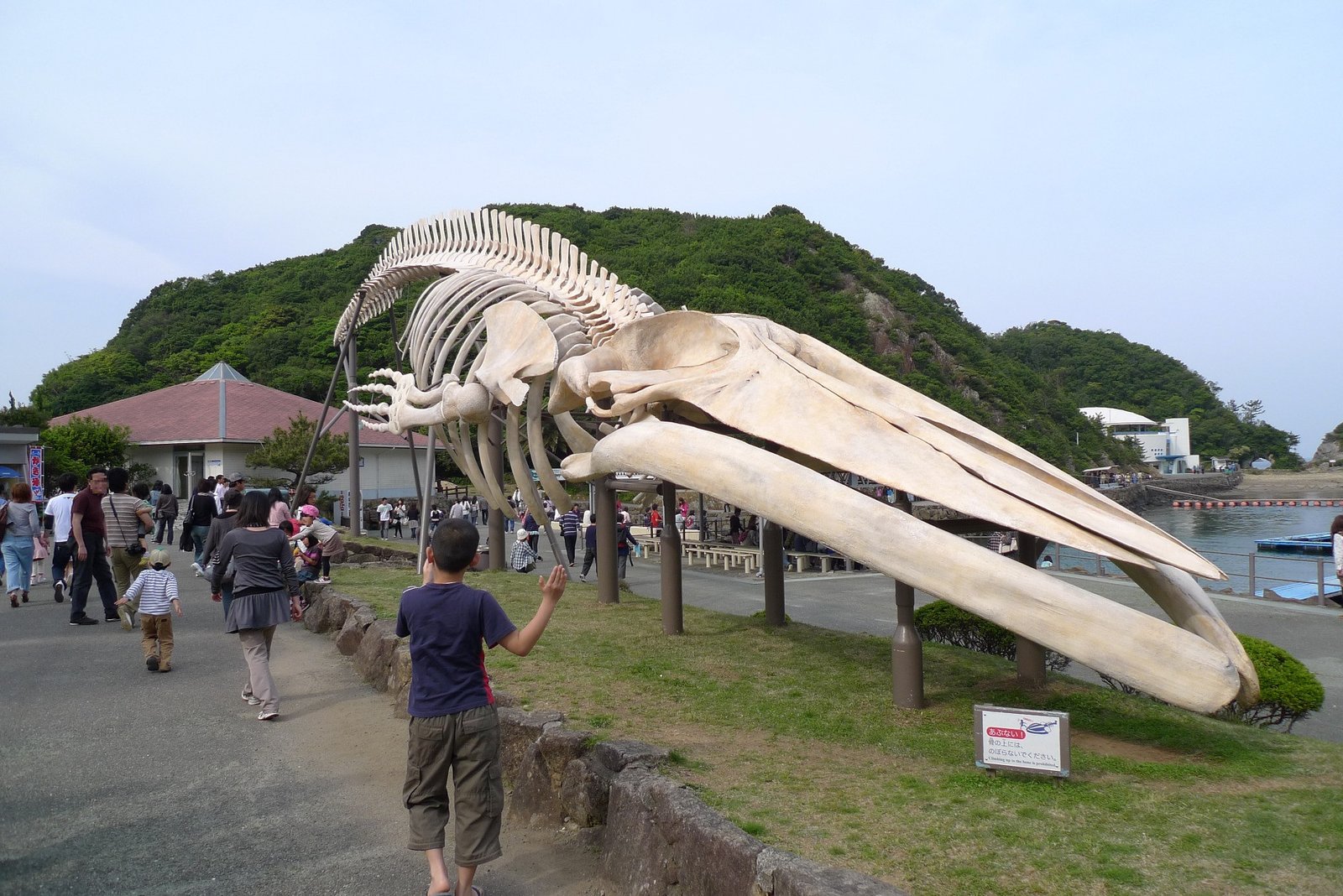 The Big Picture: What Whales Teach Us About Ourselves (image credits: wikimedia)