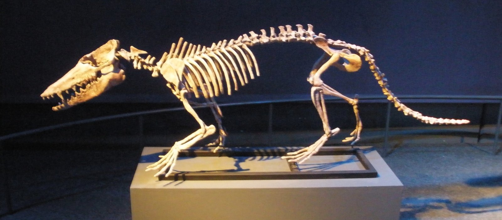 Whales Have Tiny Leg Bones Because Their Ancestors Walked on Land