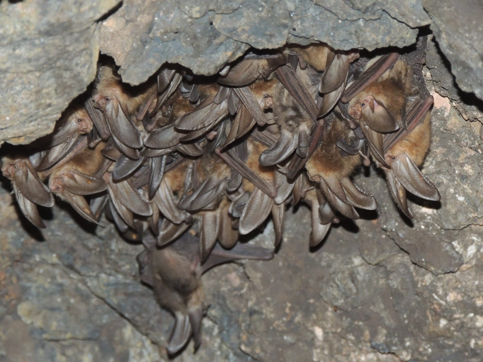 Conservation: Why Bats Need Our Help (image credits: wikimedia)