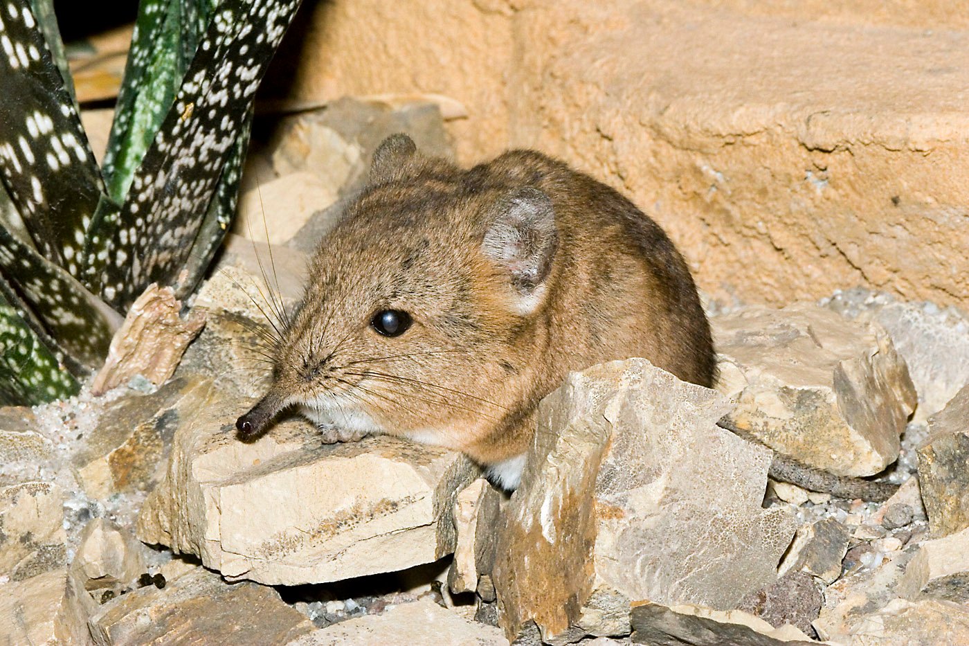 The Name Is a Lie: What Exactly Is an Elephant Shrew? (image credits: wikimedia)