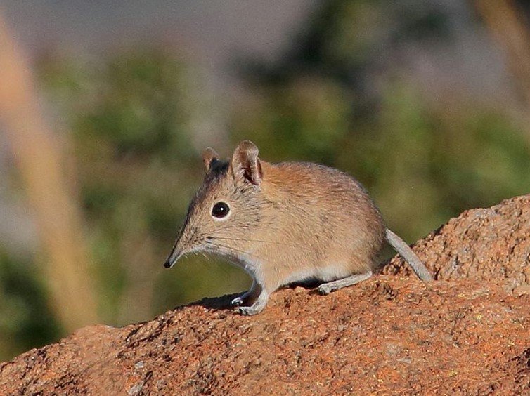 Meet the Miniature Trunk: The Elephant Shrew’s Most Striking Feature (image credits: wikimedia)