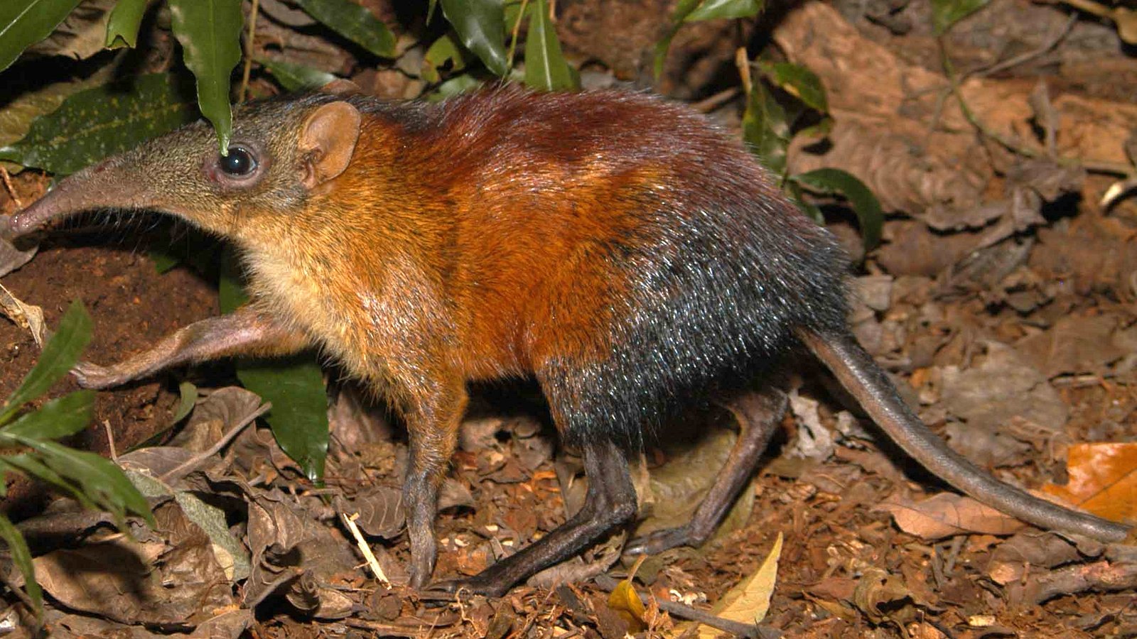 Not Quite a Shrew: What Do Elephant Shrews Eat? (image credits: wikimedia)