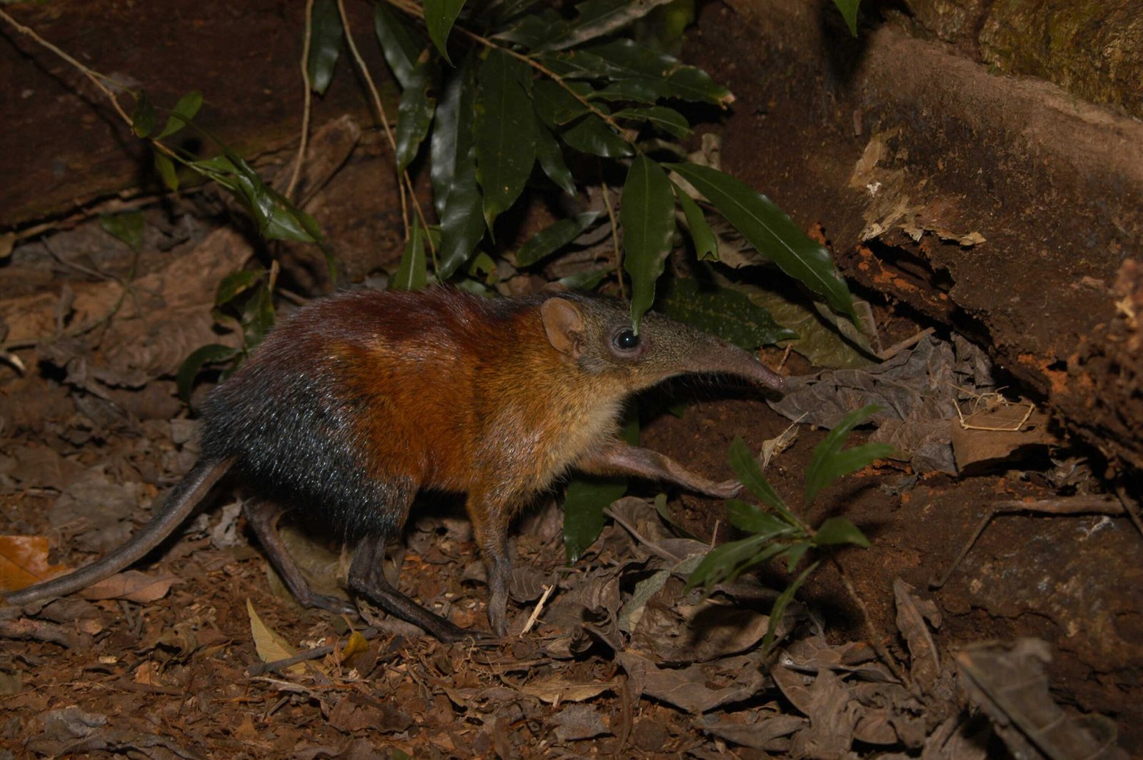 Family Ties: How Are Elephant Shrews Related to Elephants? (image credits: wikimedia)
