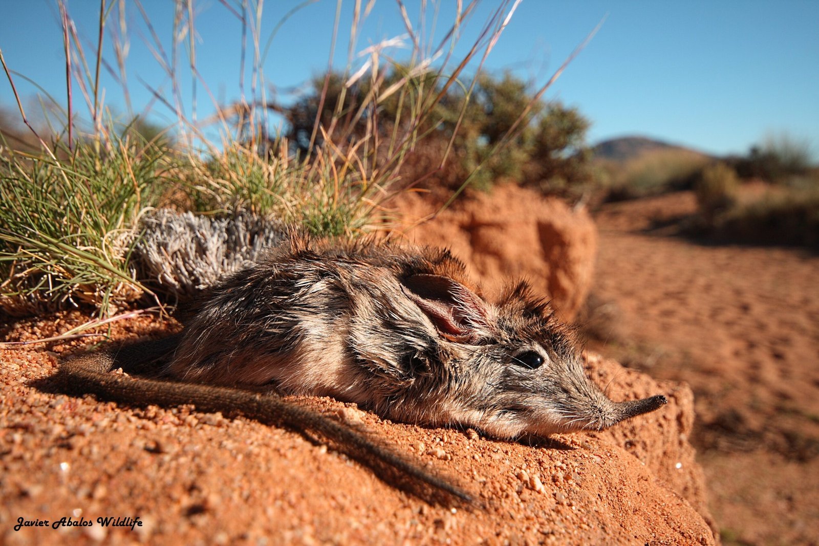 Speed Demons: The Lightning-Fast Lifestyle of Elephant Shrews (image credits: wikimedia)