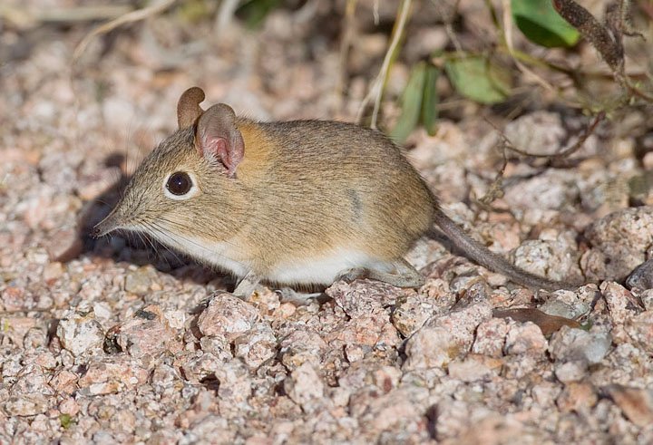 From Forests to Deserts: Where Do Elephant Shrews Live? (image credits: wikimedia)