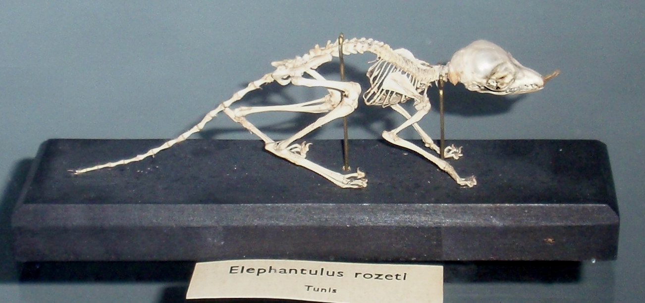 Masters of Disguise: How Elephant Shrews Evade Danger (image credits: wikimedia)