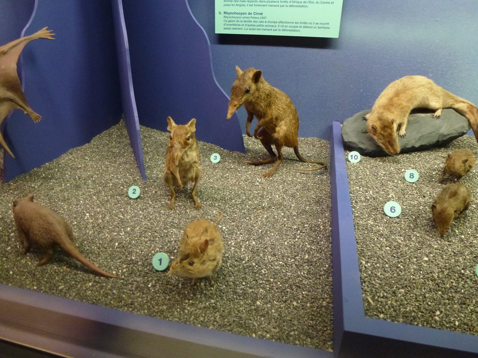 Parental Instincts: Raising the Next Generation (image credits: wikimedia)