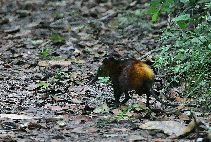 The Elusive Golden-Rumped Elephant Shrew (image credits: wikimedia)