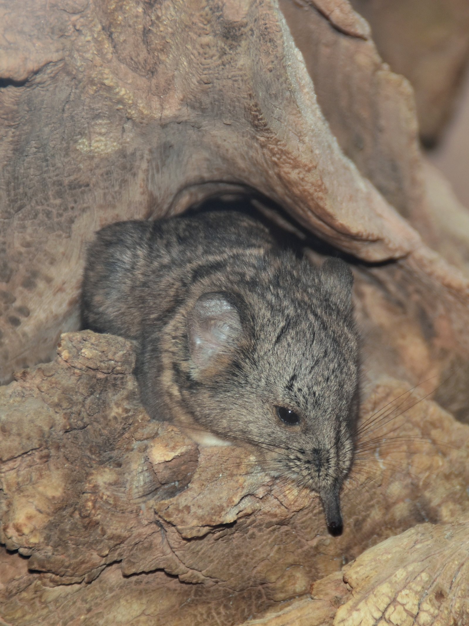 The Role of Elephant Shrews in African Ecosystems (image credits: wikimedia)