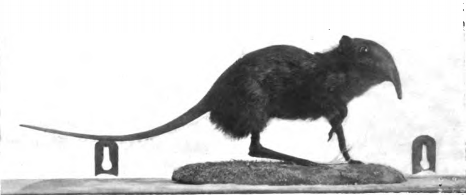 Conservation Challenges and Hope for the Future (image credits: wikimedia)