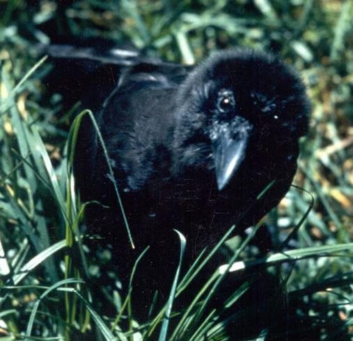 Vanishing Voices: The Plight of Extinction (image credits: wikimedia)
