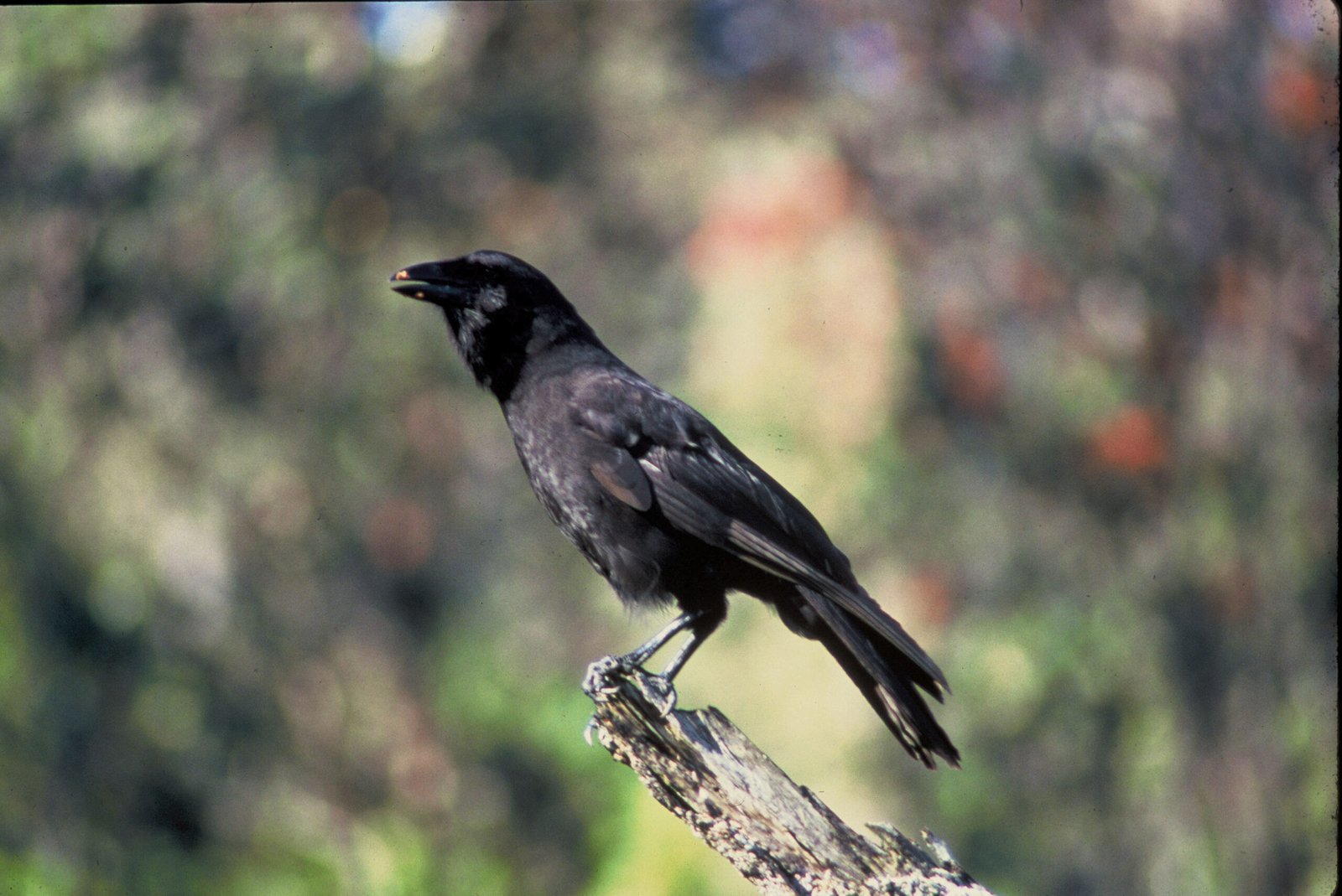Guardians on the Frontline: Conservation Heroes (image credits: wikimedia)