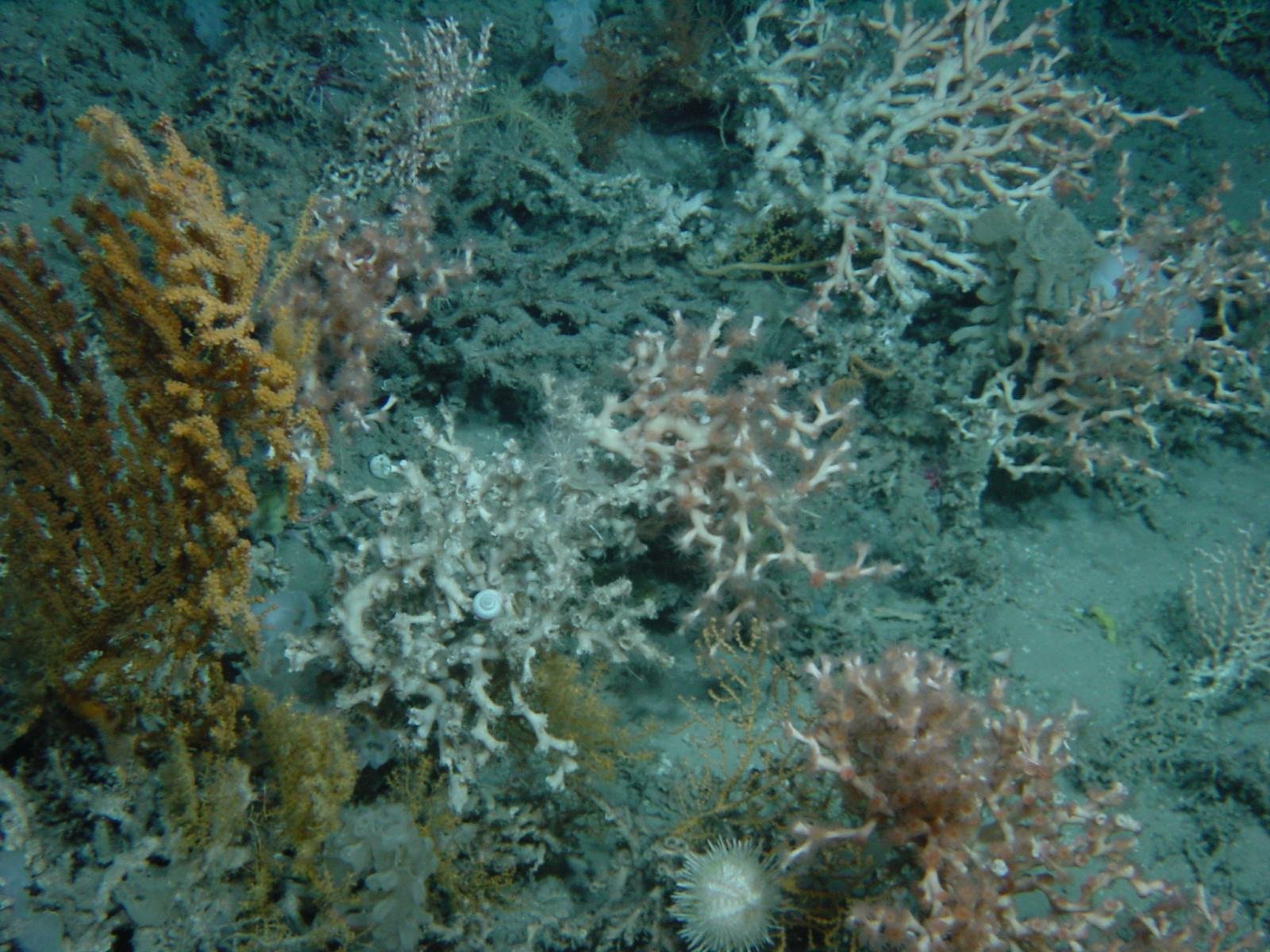 The Domino Effect on Ocean Health (image credits: wikimedia)