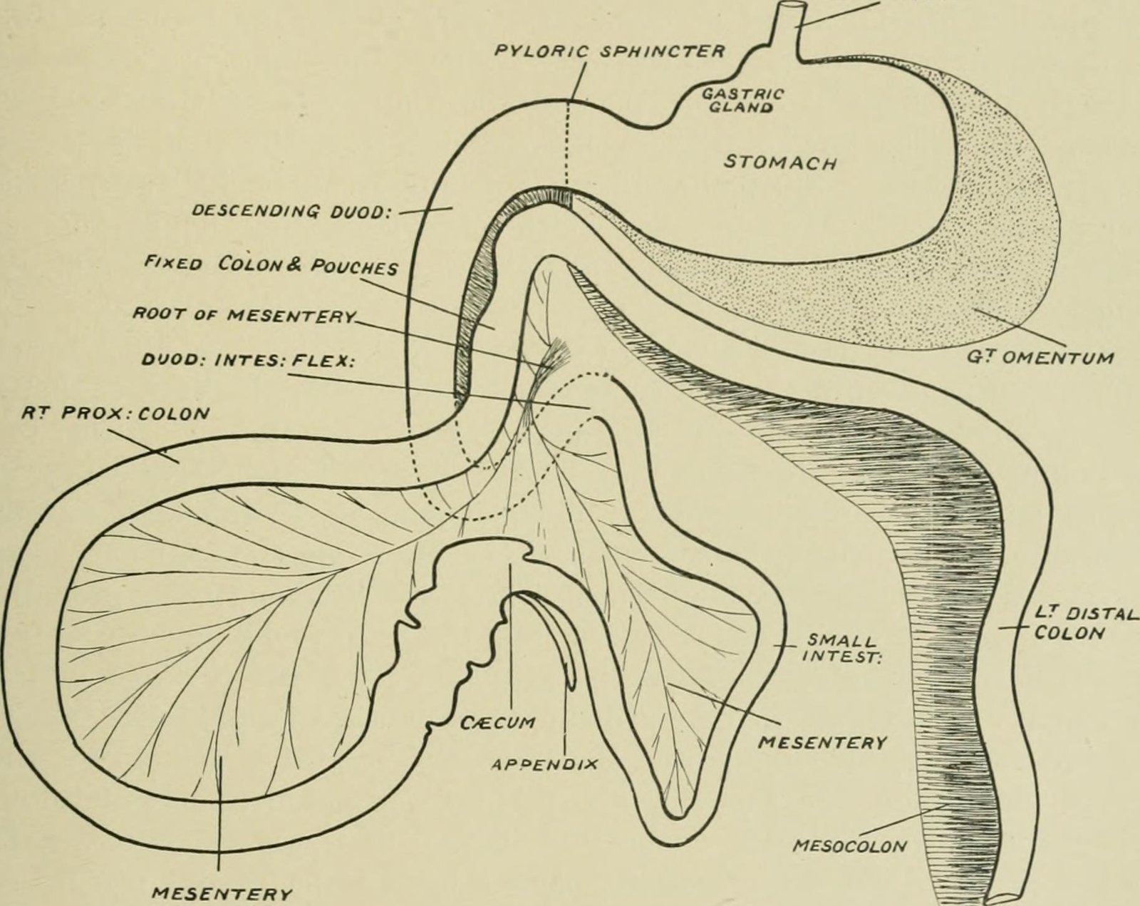 Inside the Wombat: The Journey of Digestion (image credits: wikimedia)
