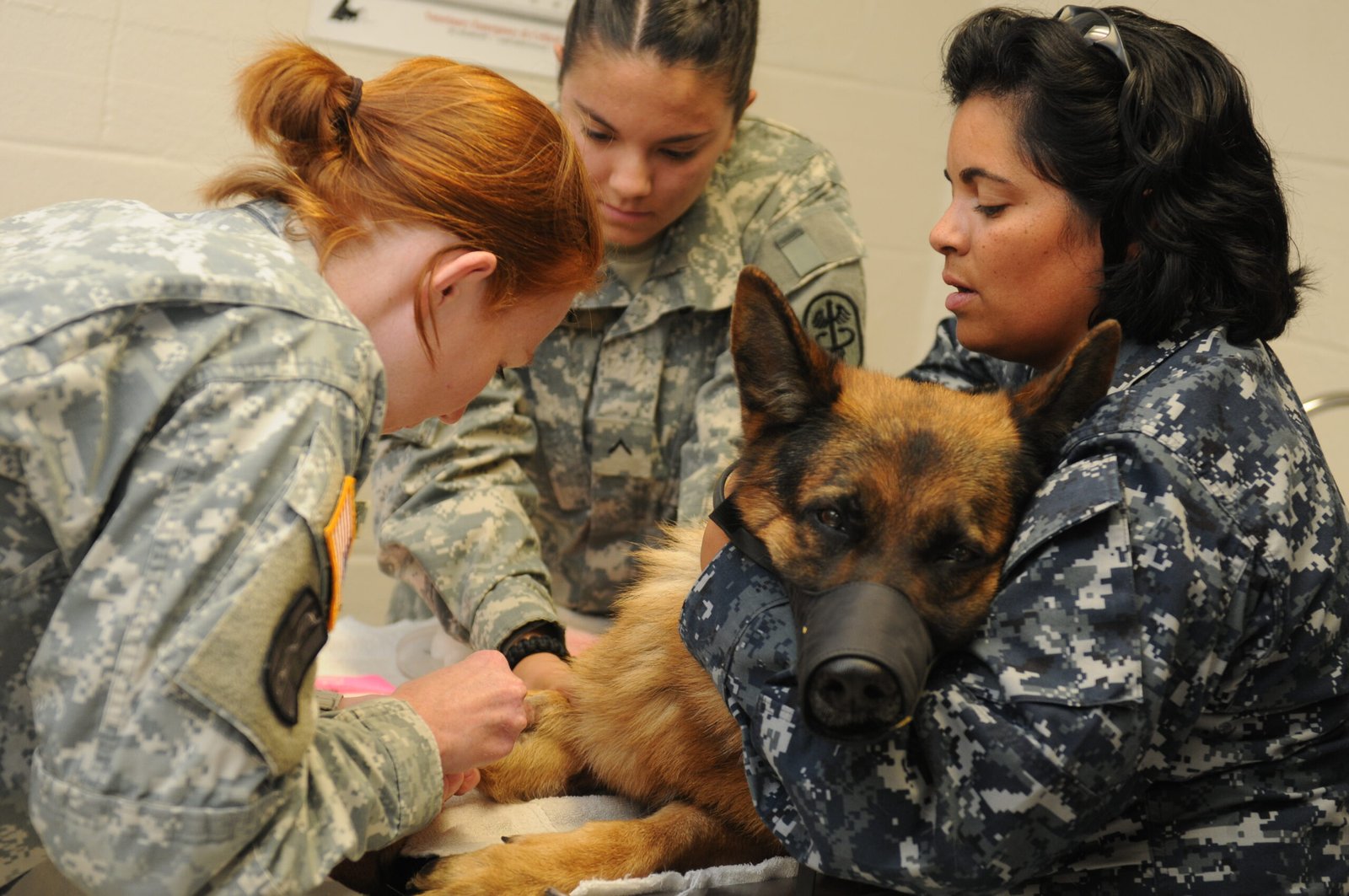 Medical Marvels: Veterinary Science in Action (image credits: wikimedia)