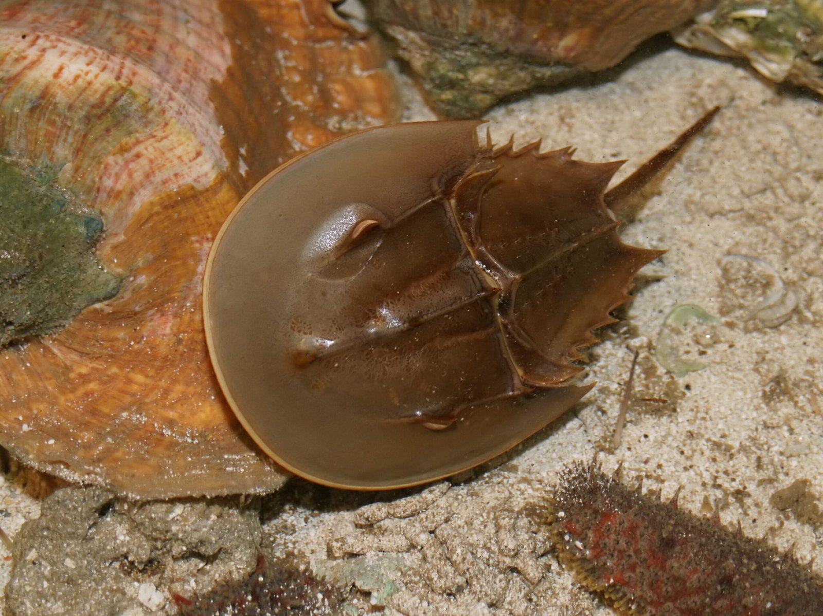The Marvel of Horseshoe Crabs (image credits: wikimedia)