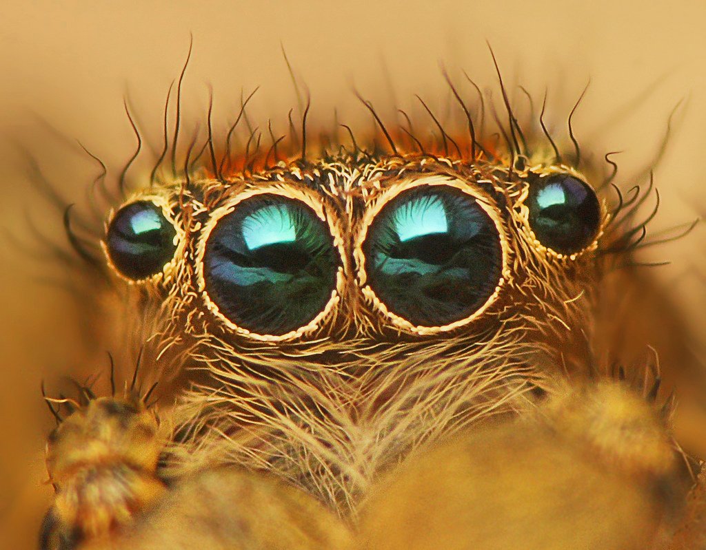 Eyes and Senses: Seeing the World Differently (image credits: wikimedia)
