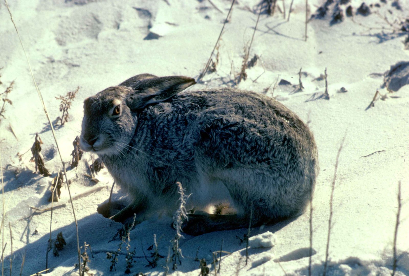 Meet the True Jackrabbit: A Hare in Disguise (image credits: wikimedia)