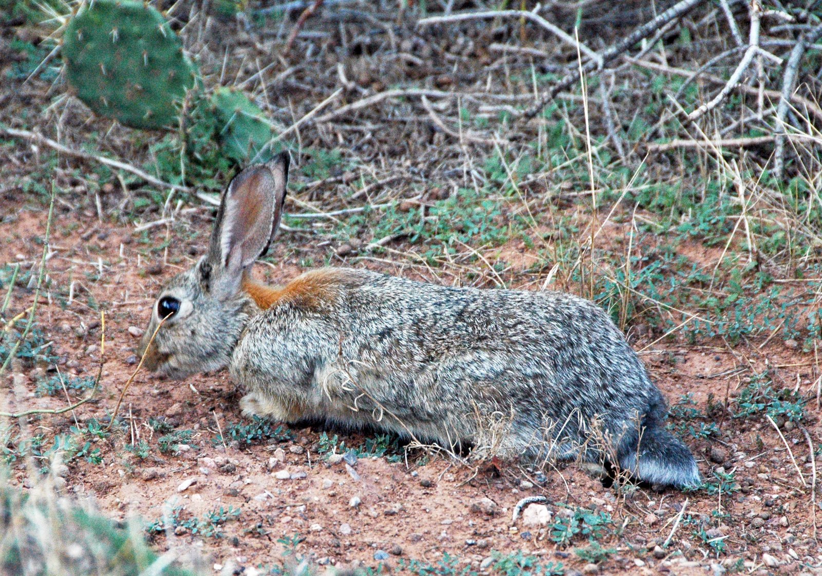 The Role of Jackrabbits in Their Ecosystems (image credits: wikimedia)