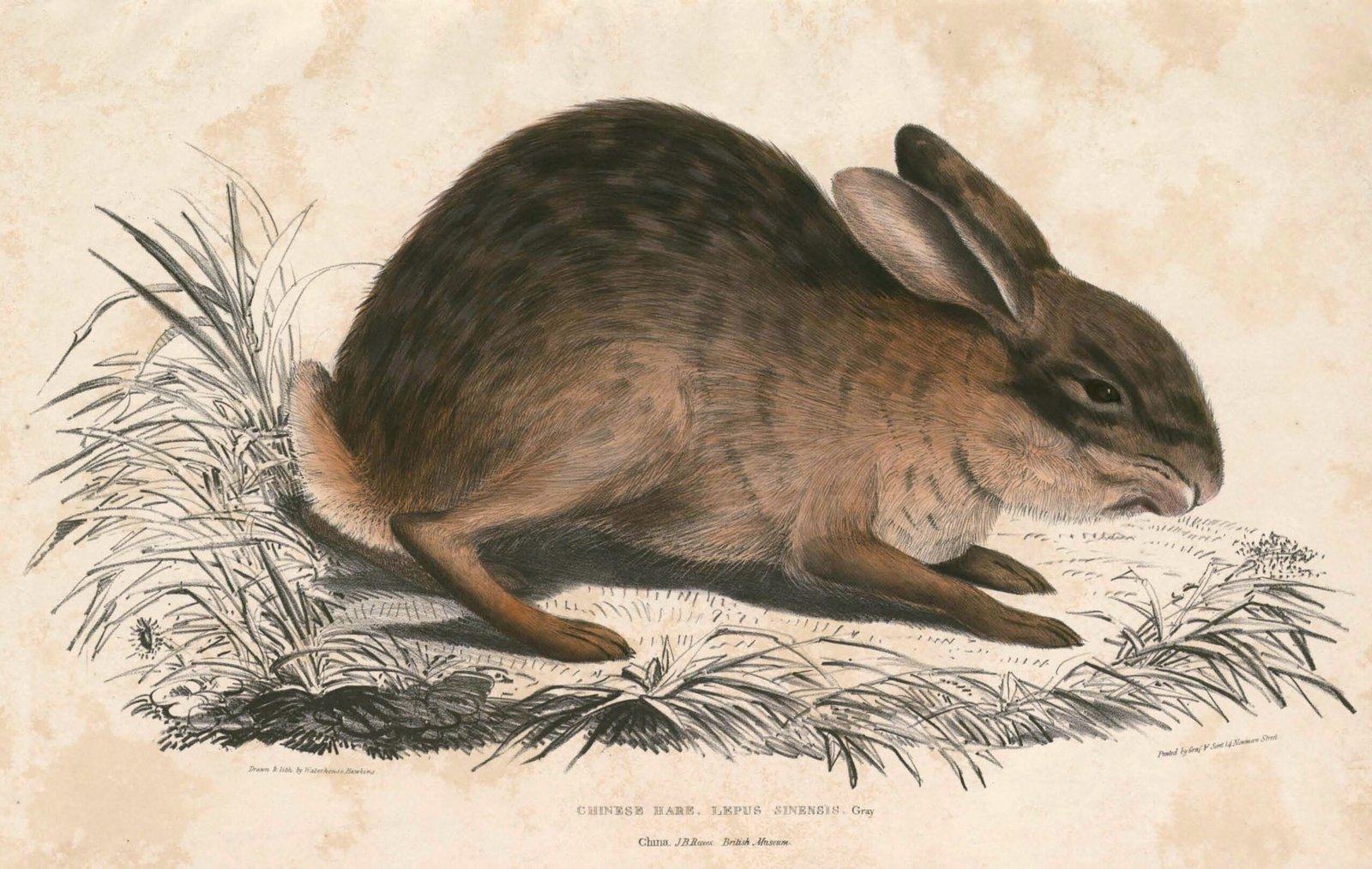 Fascination with the Jackrabbit: A Call to Discover More (image credits: wikimedia)