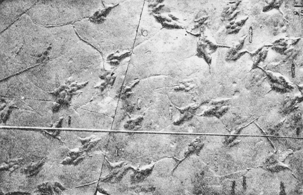 The Legacy of Dinosaurs Etched in Stone