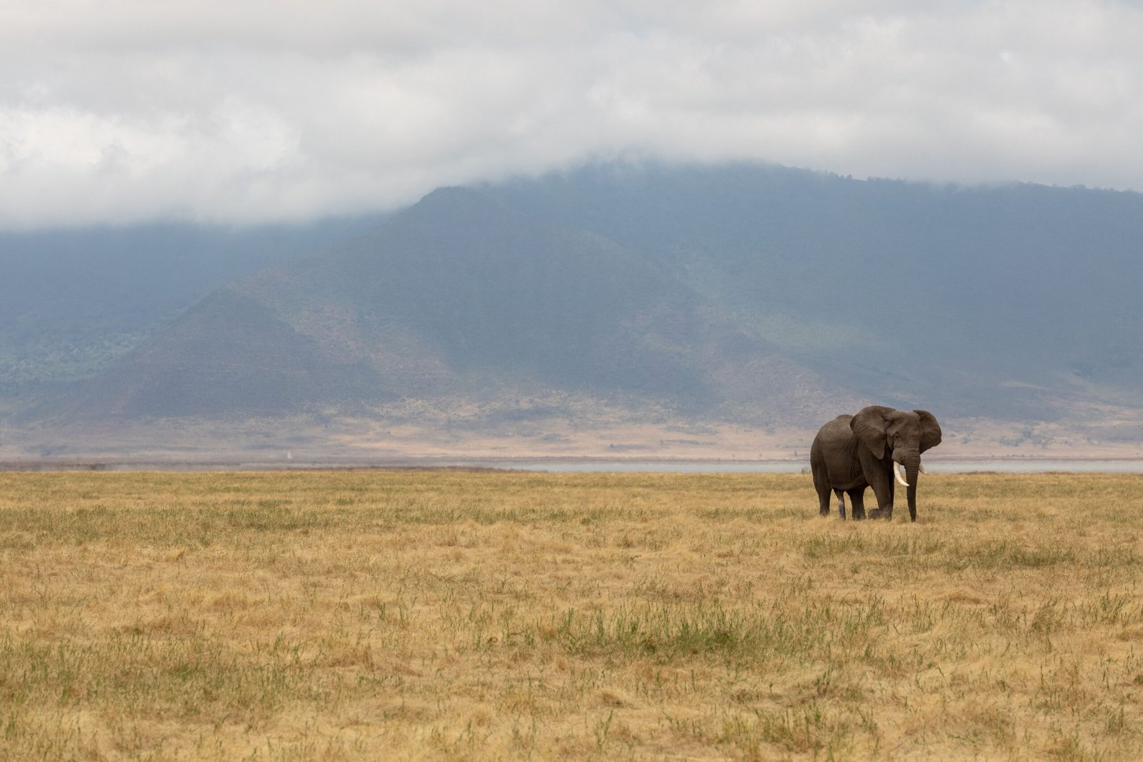 Ngorongoro Conservation Area: Cradle of Humanity (image credits: wikimedia)