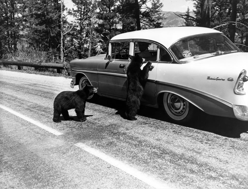 Unlocking the Mystery: How Bears Open Car Doors (image credits: wikimedia)