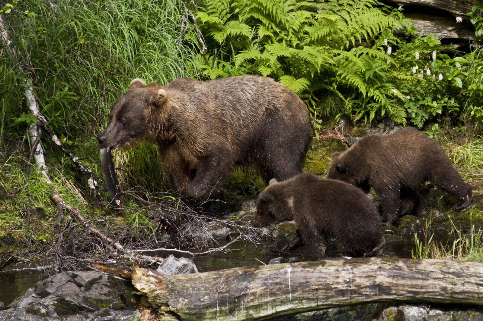 Human Influence: How We Shape Animal Adaptations (image credits: wikimedia)