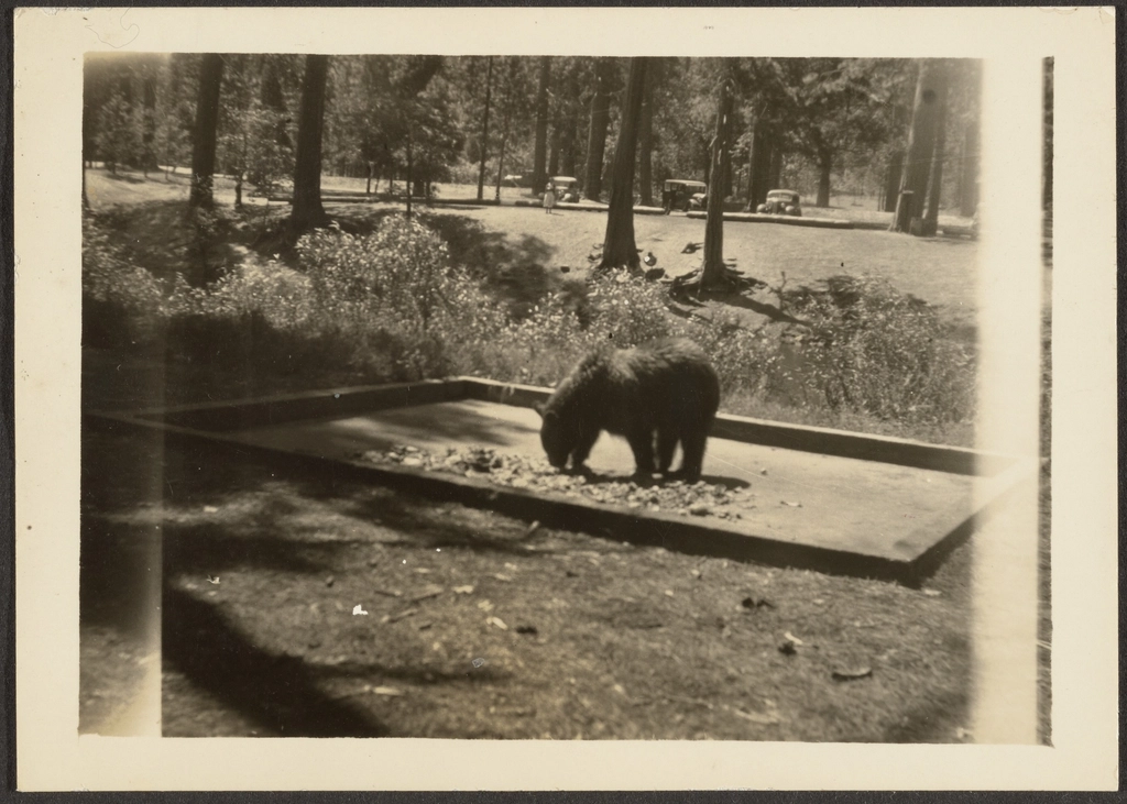 Real-Life Encounters: Tales from Yosemite’s Parking Lots (image credits: rawpixel)