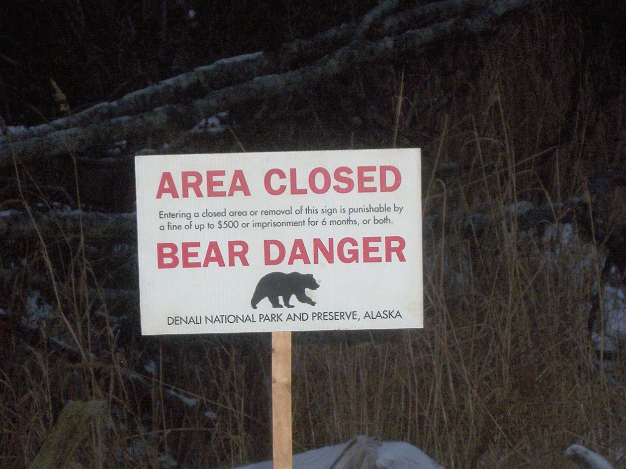 The Consequences for Bears: Risks and Realities (image credits: wikimedia)