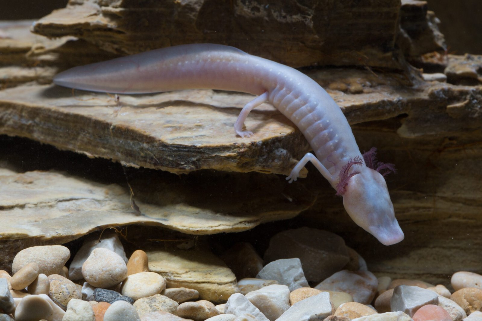 Unique Adaptations for Survival (image credits: wikimedia)