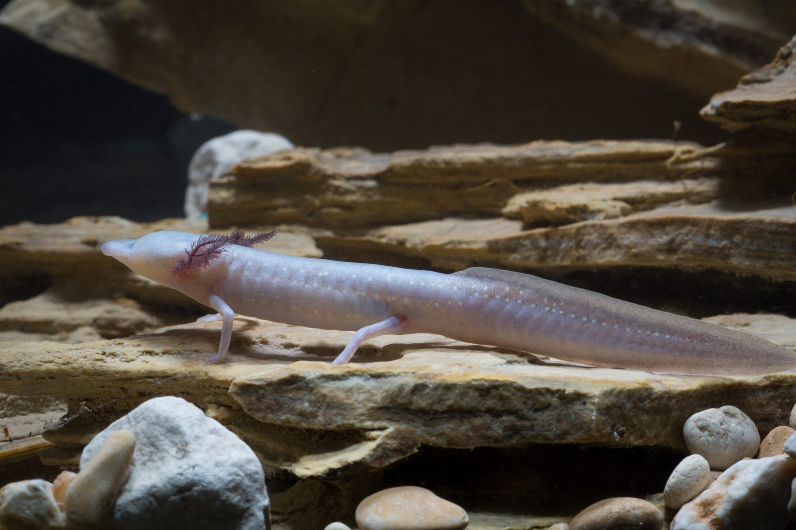 Feeding in the Dark (image credits: wikimedia)