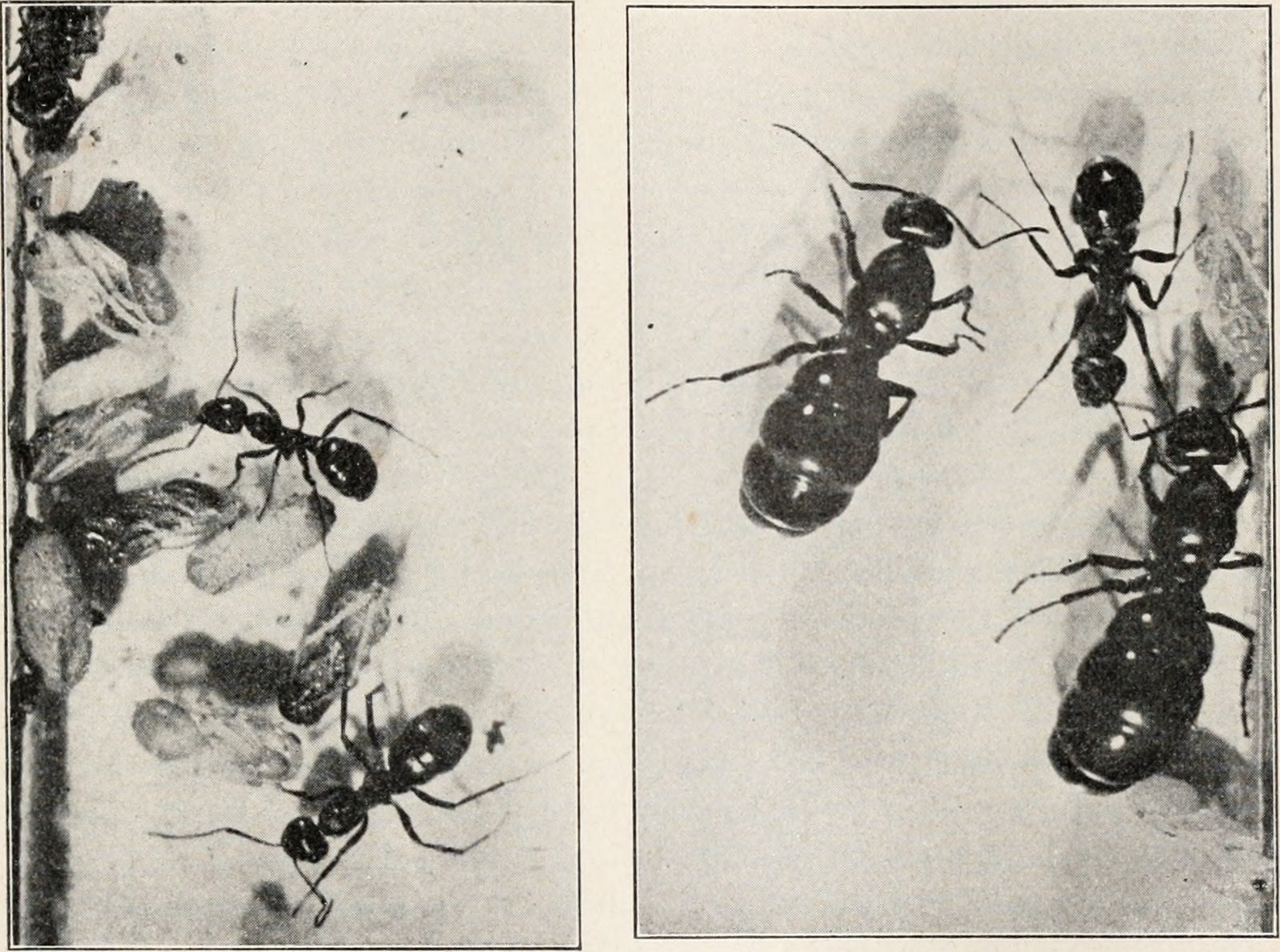 Masters of Manipulation: Who Are the Slave-Making Ants? (image credits: wikimedia)
