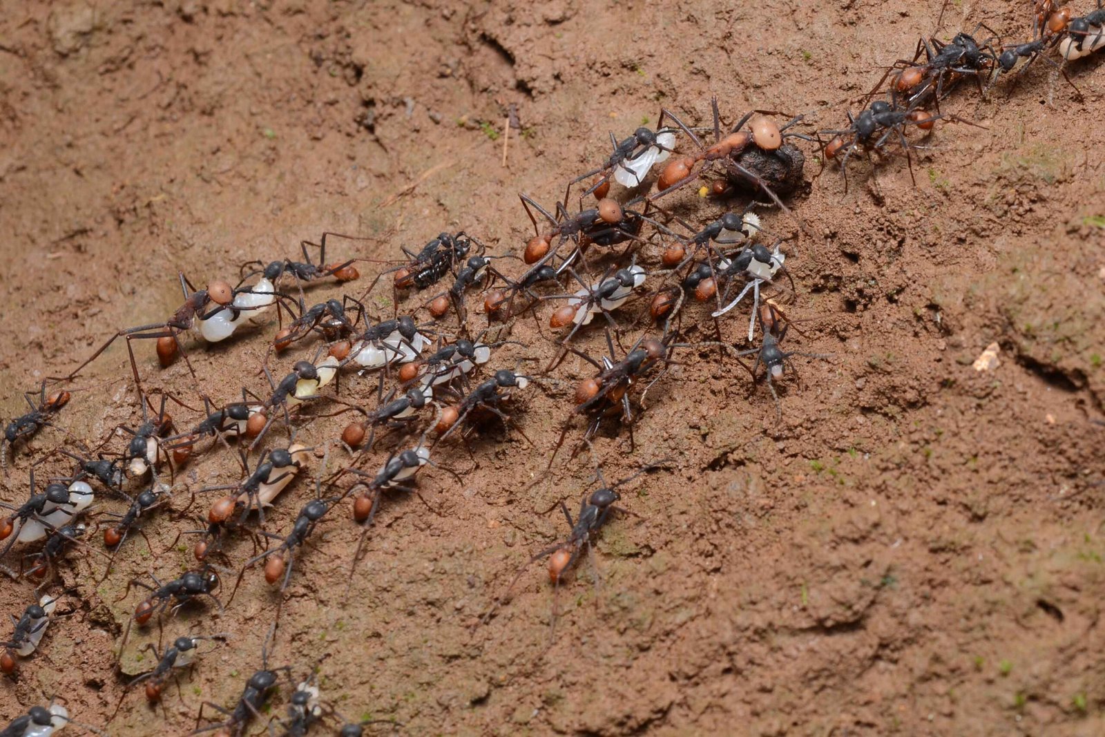The Shocking Tactics of Ant Raiders (image credits: wikimedia)