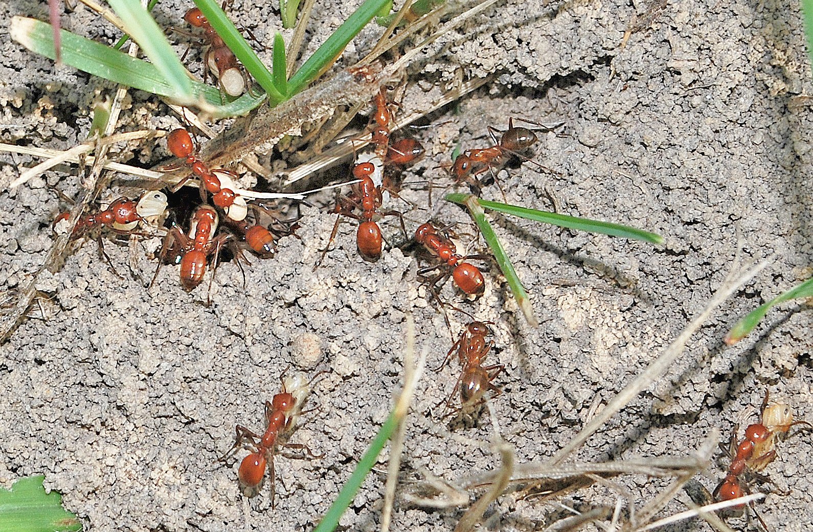 Dramatic Examples: Polyergus and Its Living Armies (image credits: wikimedia)