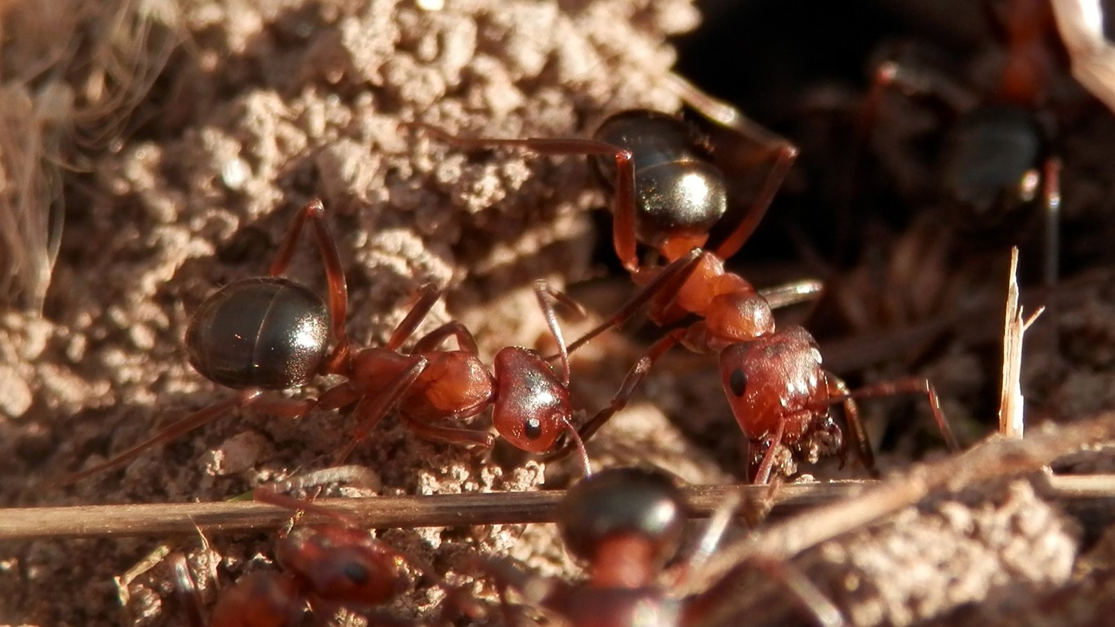 How Scientists Study Slave-Making Ants (image credits: wikimedia)
