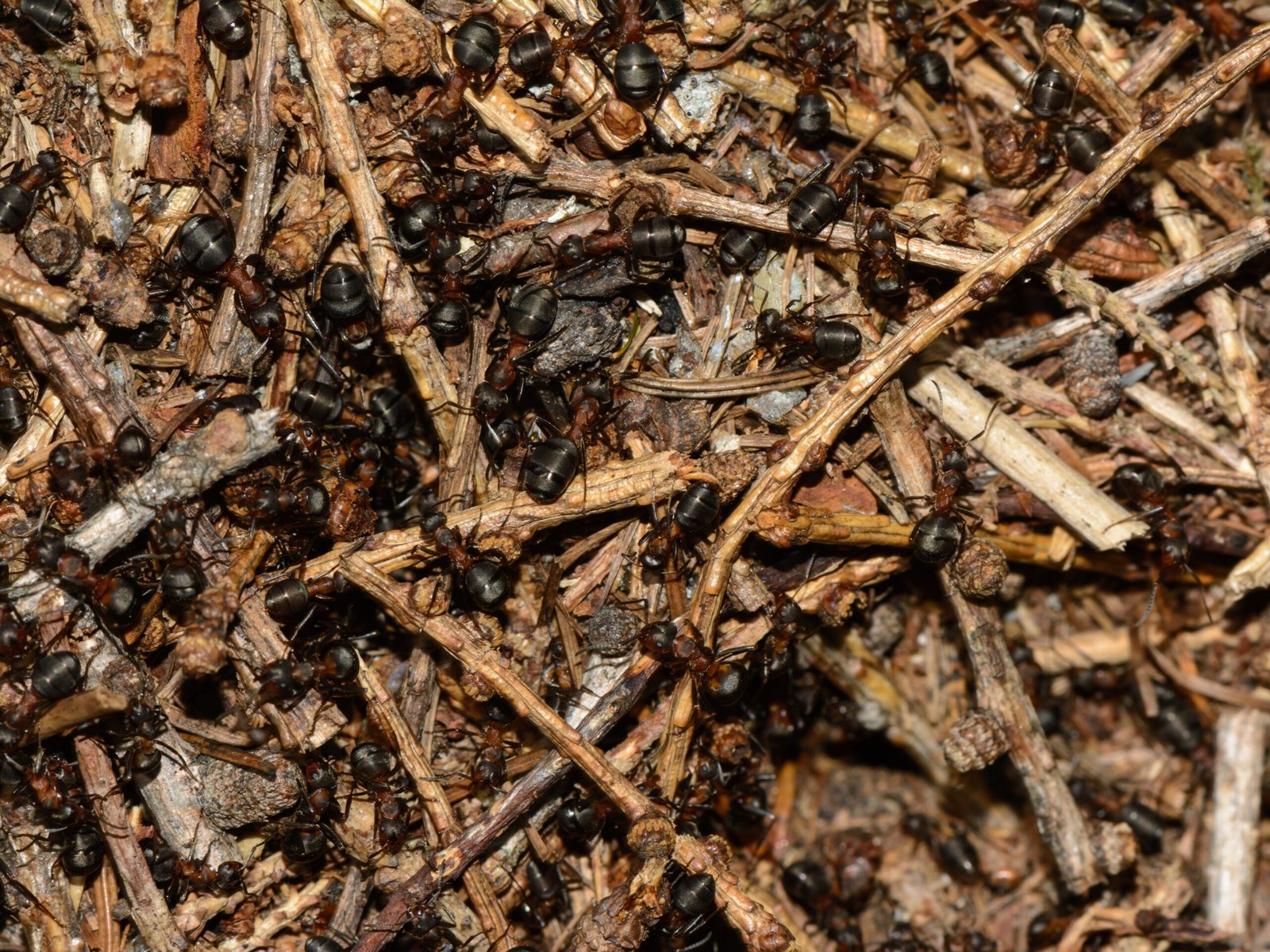 Impact on Ecosystems: More Than Just Ants (image credits: wikimedia)