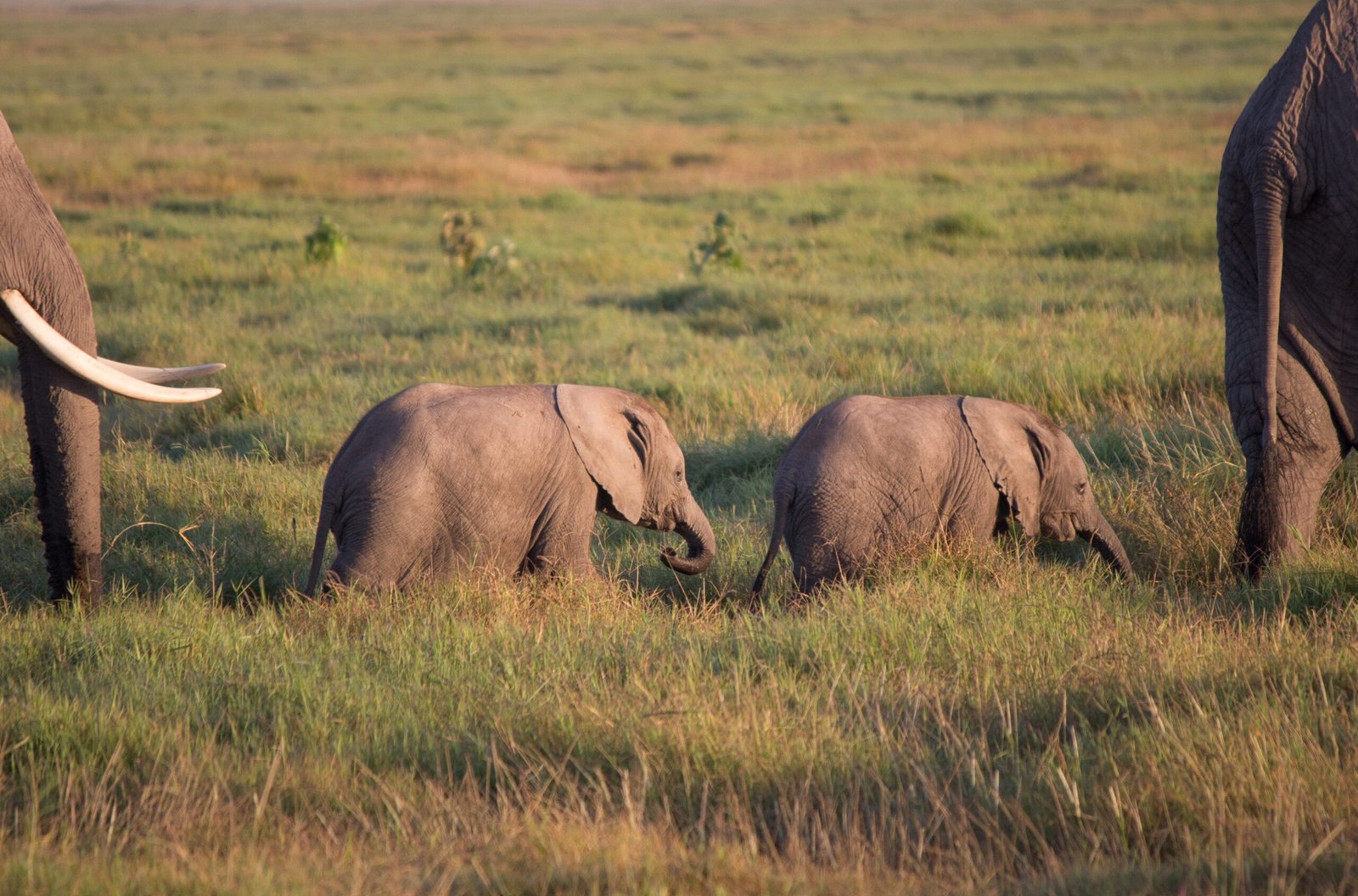 Cross-Generational Mourning: The Impact on Young Elephants (image credits: wikimedia)