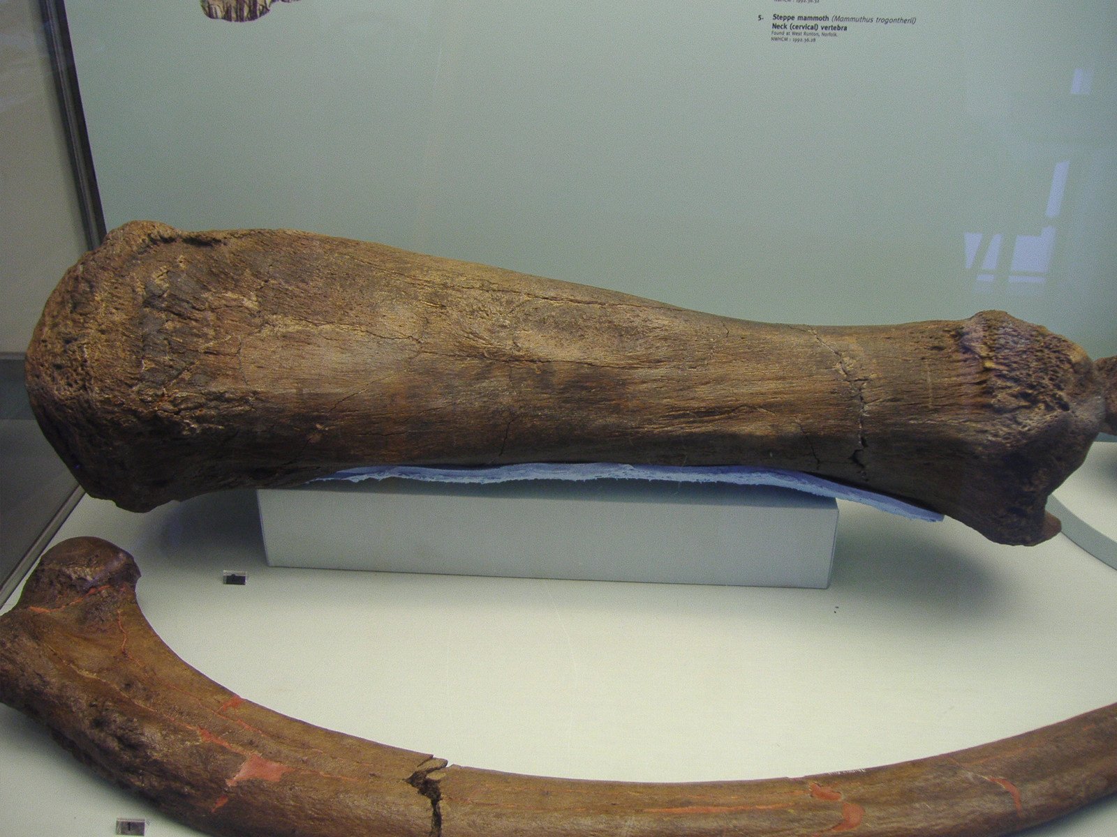 Returning to the Bones: Revisiting Places of Loss (image credits: wikimedia)