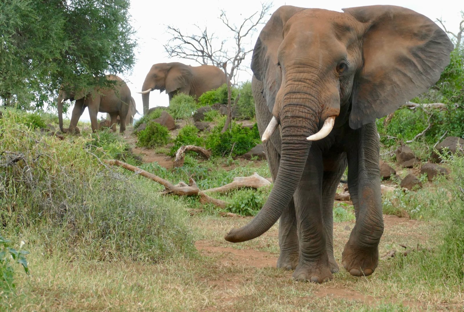 Communication in Grief: Sorrow Shared Across the Herd (image credits: wikimedia)