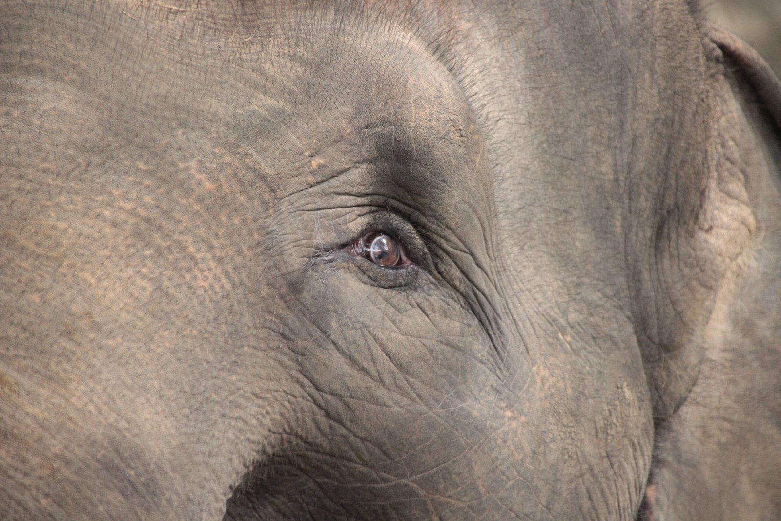 Scientific Insights: What Elephant Mourning Reveals About Animal Emotion (image credits: wikimedia)