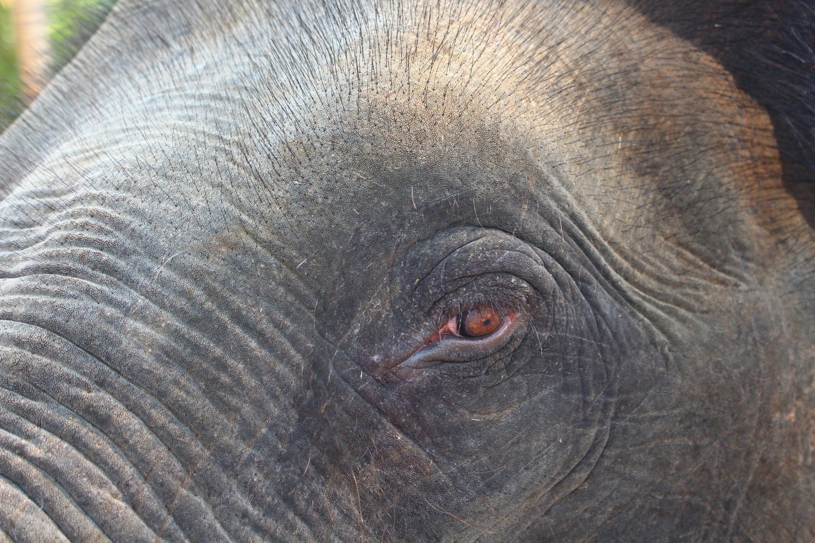 Lessons for Humanity: What Elephants Teach Us About Emotion (image credits: wikimedia)