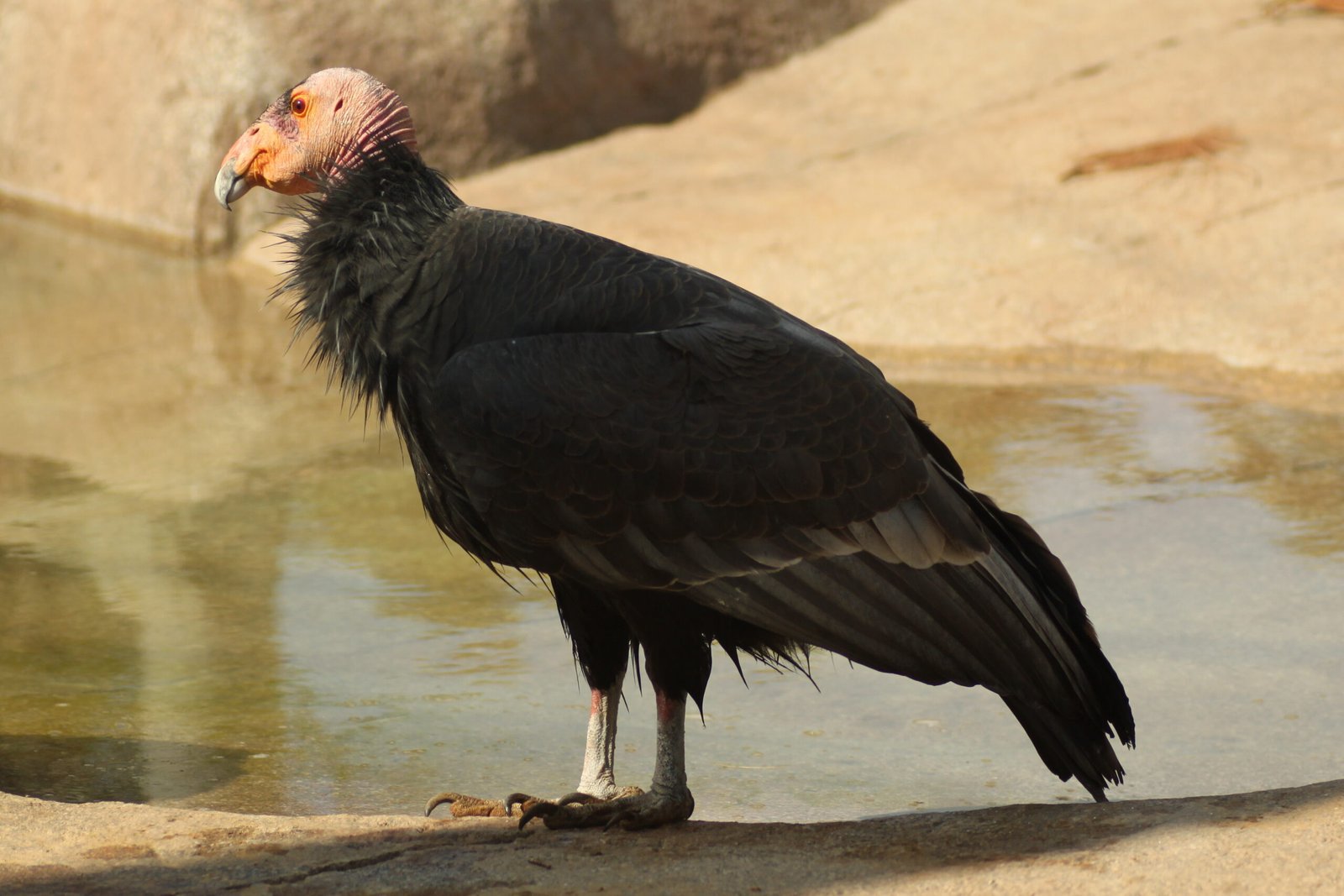 San Diego Zoo: Pioneering the Rewilding of California Condors (image credits: wikimedia)
