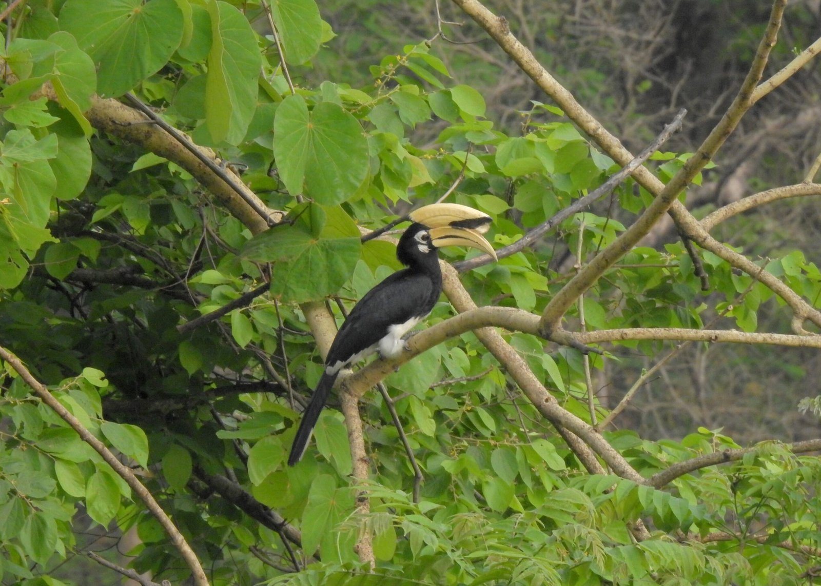 Singapore Zoo: Championing the Return of the Oriental Pied Hornbill (image credits: wikimedia)