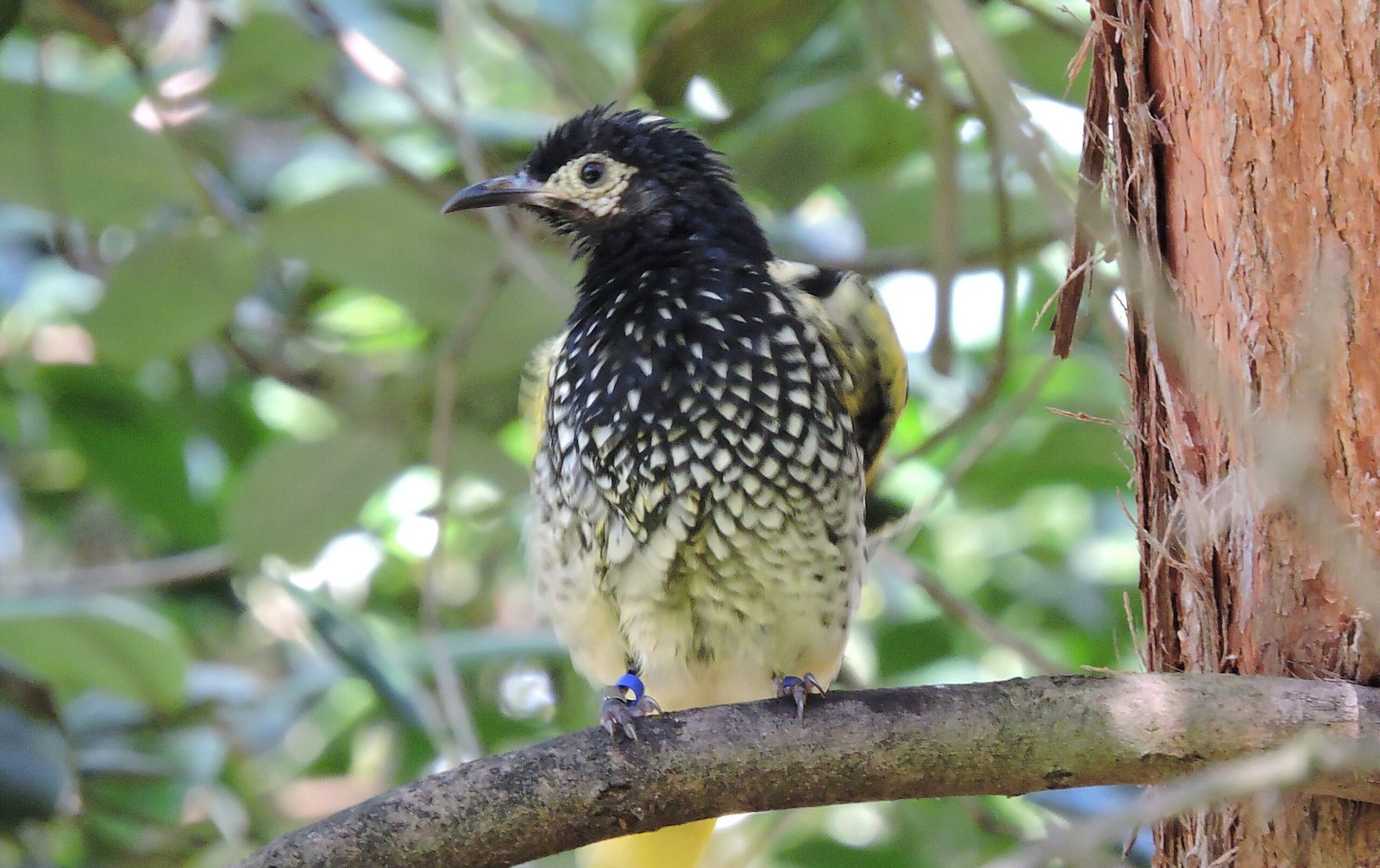 Taronga Zoo: Bringing Back the Regent Honeyeater (image credits: wikimedia)