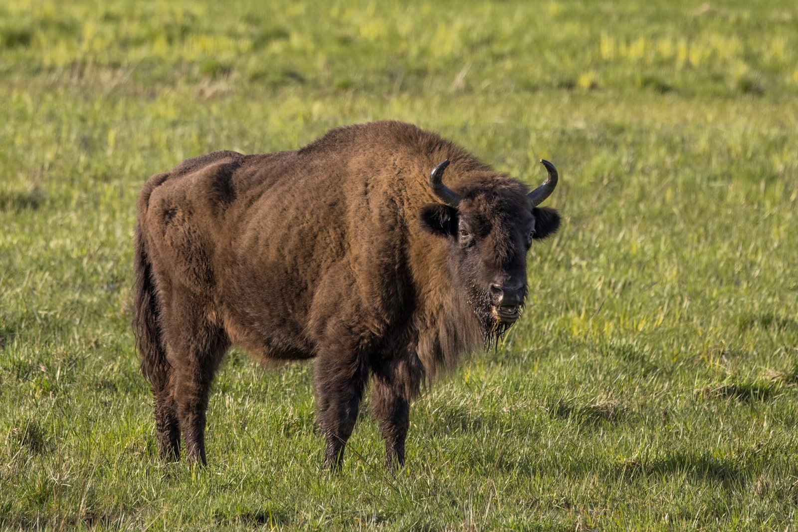 Pairi Daiza: Rewilding European Bison in Belgium (image credits: wikimedia)